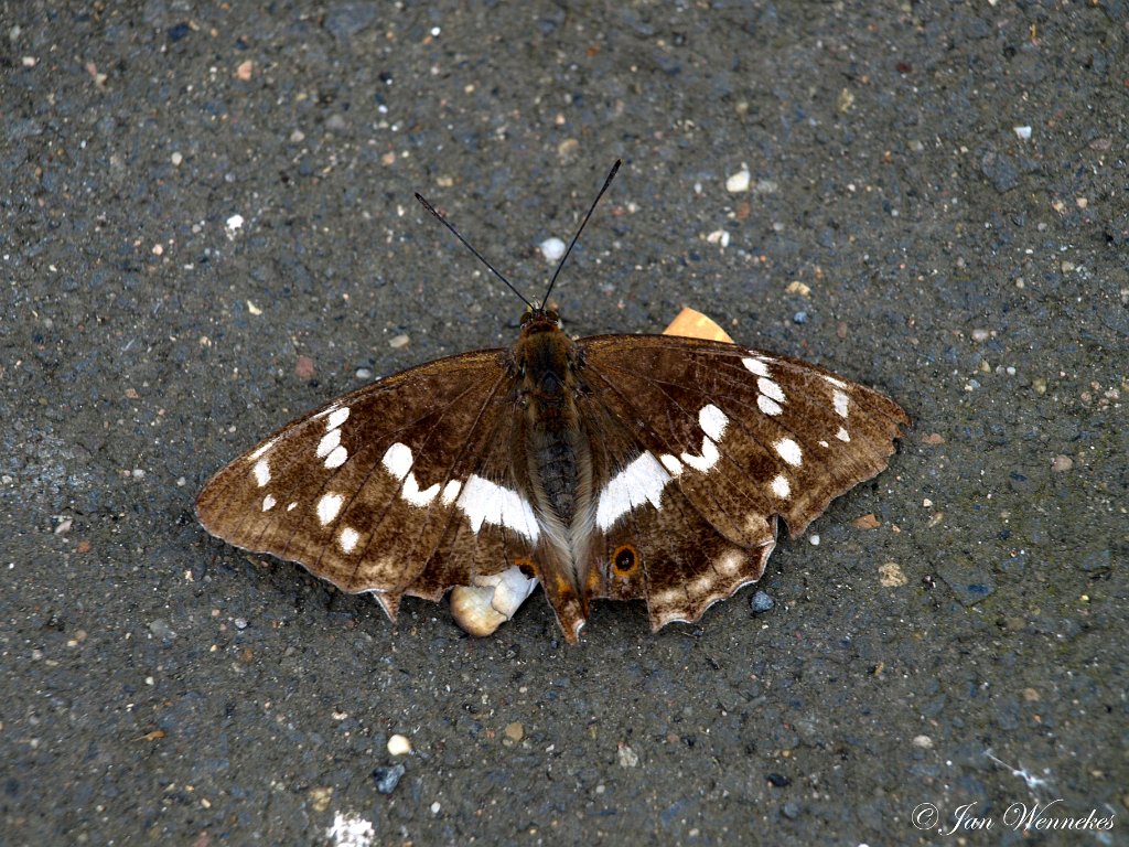 Grote weerschijnvlinder, Apatura iris.JPG